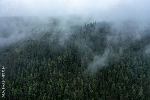 Fog in the forest near Glendalough, Ireland