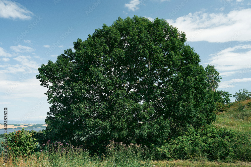 An ash tree at Toten, Norway, in summer. An ash tree at Toten, Norway, in summer.