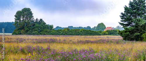 Natural meadow with thistle plants in front of a forest edge