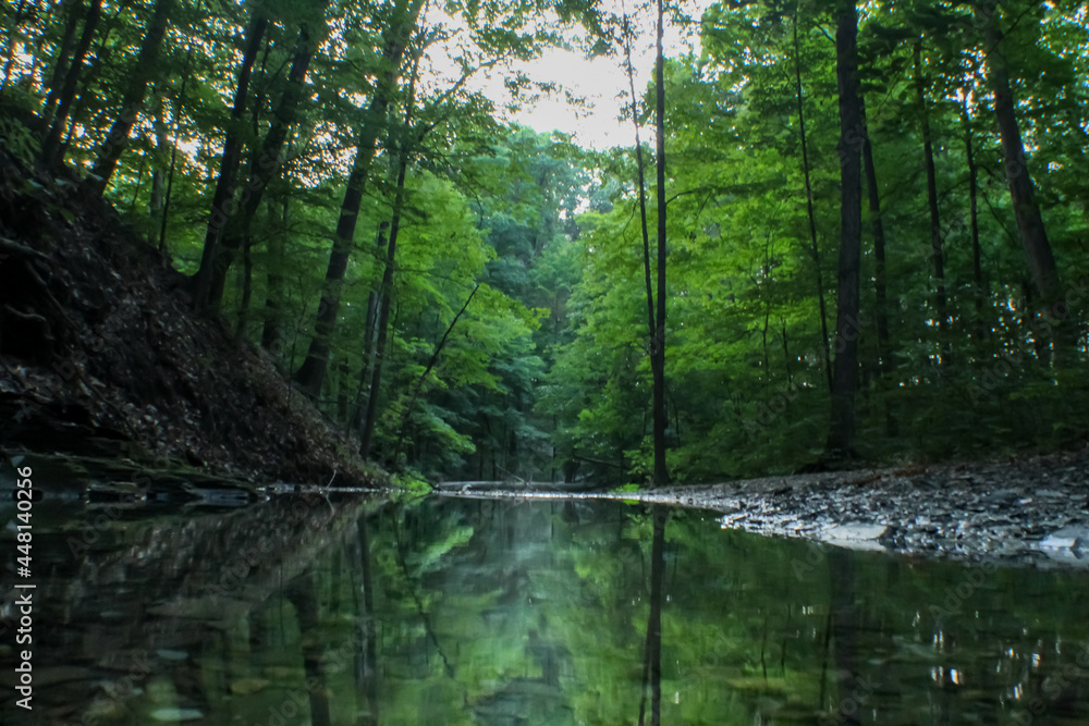 River in the Woods