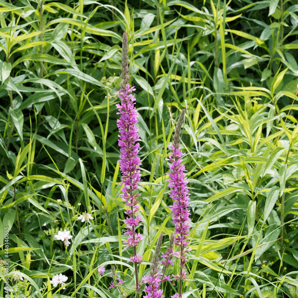 Lythrum salicaria | Salicaire commune ou lysimaque rouge. Plante sauvage aromatique, semi-aquatique à feuilles vertes lancéolées, floraison rose pourpré en épis sur haute tige dressée Lythrum salicaria | Salicaire commune ou lysimaque rouge. Plante sauvage aromatique, semi-aquatique à feuilles vertes lancéolées, floraison rose pourpré en épis sur haute tige dressée