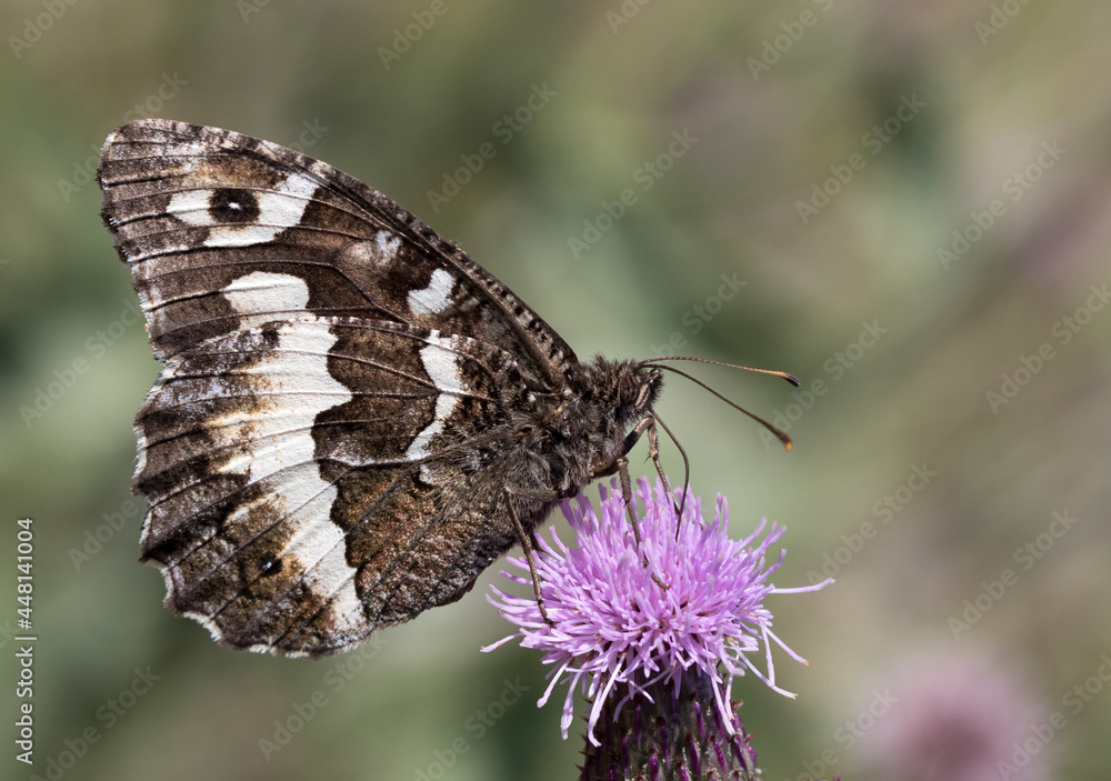 Fototapeta premium Great Banded Grayling