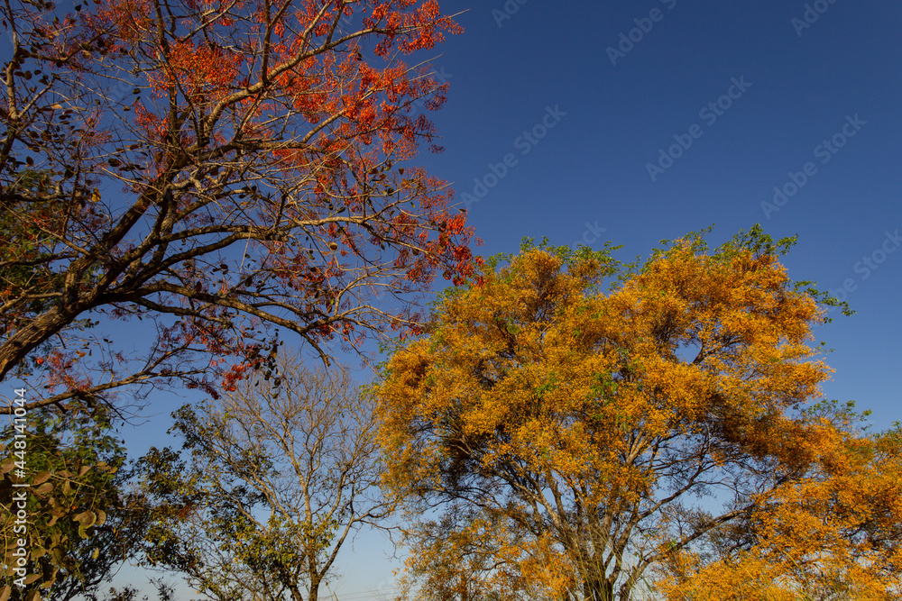 Duas árvores floridas com o céu azul ao fundo. Mulungu - Erythrina mulungu e Feijão cru- Platymiscium pubescens. Duas árvores floridas com o céu azul ao fundo. Mulungu - Erythrina mulungu e Feijão cru- Platymiscium pubescens.
