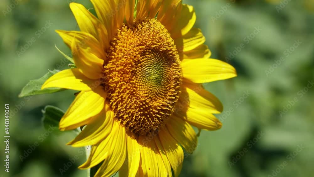 A yellow sunflower against the background of the sky is developing in the wind. Close-up of a sunflower in the sun on a bright sunny day.
A yellow sunflower against the background of the sky is developing in the wind. Close-up of a sunflower in the sun on a bright sunny day.