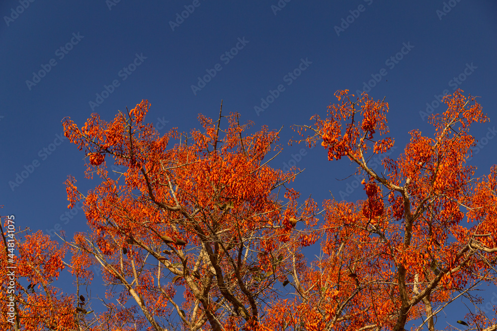 Uma árvore chamada mulungu, florida, com um céu azul ao fundo.