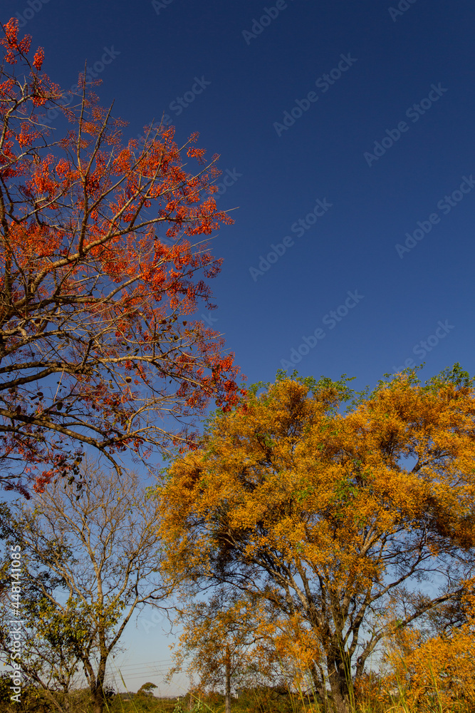 Duas árvores floridas com o céu azul ao fundo.  Mulungu - Erythrina mulungu e  Feijão cru- Platymiscium pubescens.