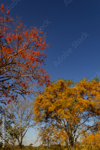 Duas árvores floridas com o céu azul ao fundo. Mulungu - Erythrina mulungu e Feijão cru- Platymiscium pubescens.