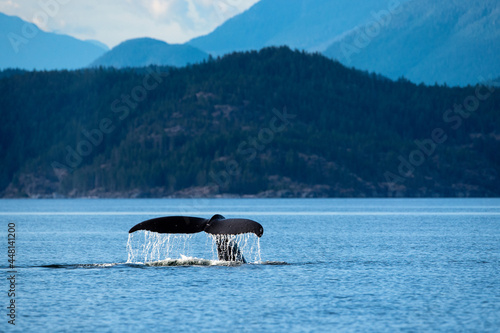 Humpback whale tail in the Discovery Islands near Quadra Island, BC Canada photo