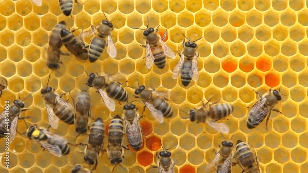 Active work of bees during honey collection.
Inside the hive, the bees create a honeycomb of wax and convert the nectar into honey.
Active work of bees during honey collection.
Inside the hive, the bees create a honeycomb of wax and convert the nectar into honey.