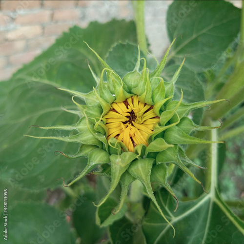 Sunflower bud blooming in the plant