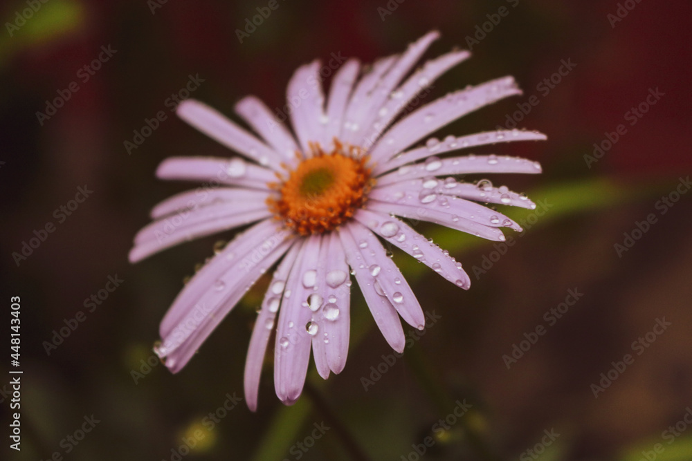 Fototapeta premium close up of a daisy