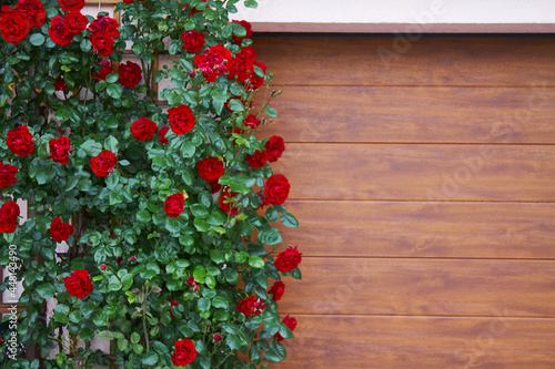 A bush of red roses with green juicy leaves on a background of wooden boards.