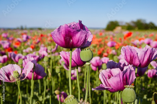 Purple poppies. Green buds. Against the background of a poppy field and a blue sky. Opium poppies.