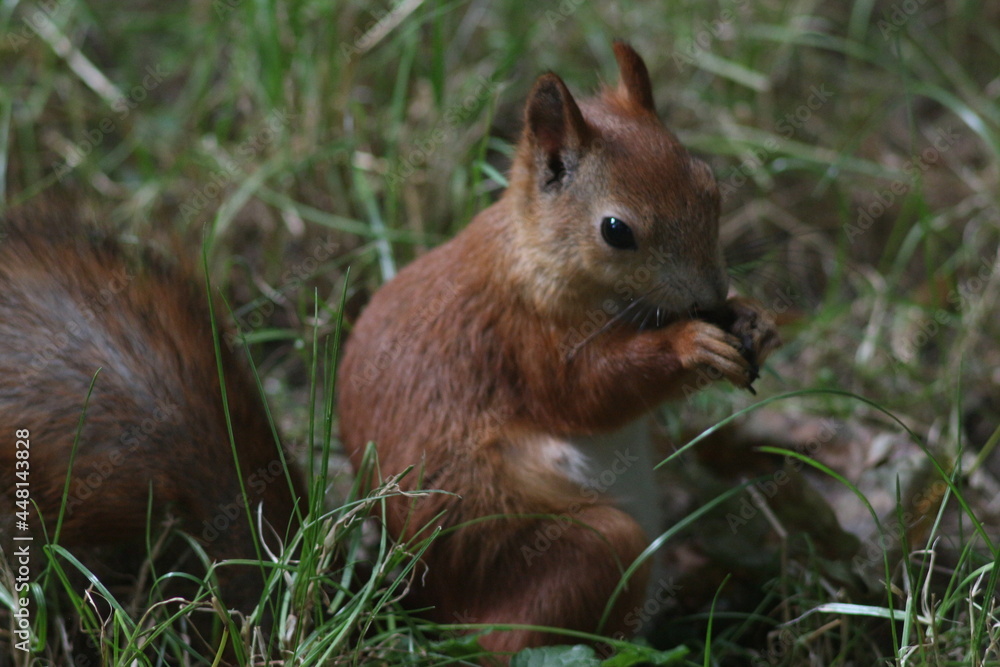 Squirrel in the summer park