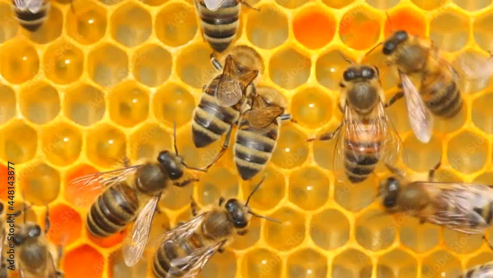 Active work of bees during honey collection.
Inside the hive, the bees create a honeycomb of wax and convert the nectar into honey.
Active work of bees during honey collection.
Inside the hive, the bees create a honeycomb of wax and convert the nectar into honey.