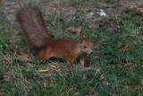 Squirrel in the summer park