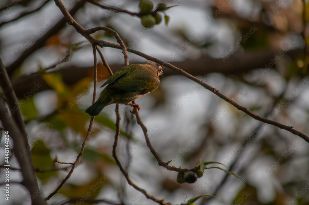 Obraz premium bird of prey