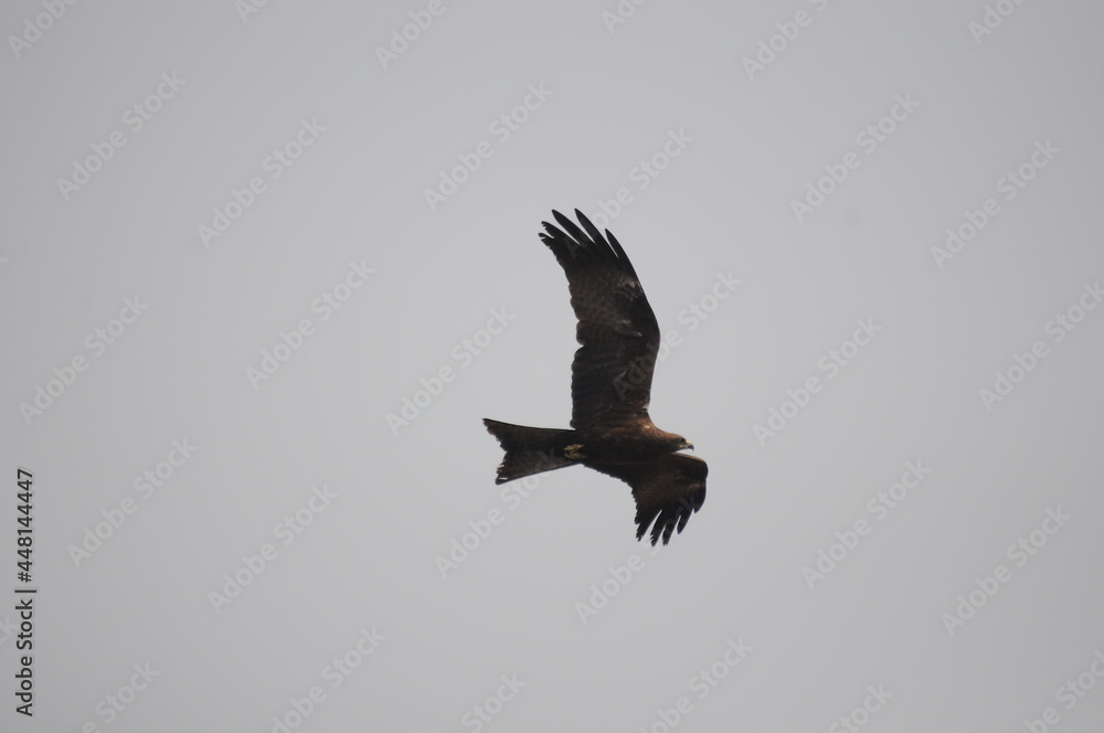 Obraz premium bird of prey