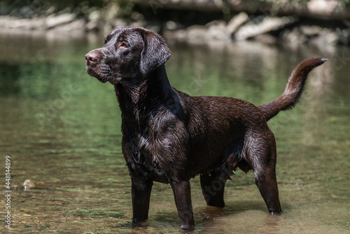 Chocolate Lab in Water