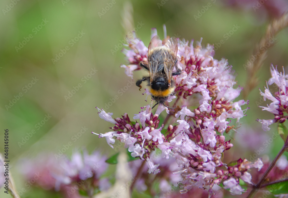 Bine auf einer Blüte Bine auf einer Blüte