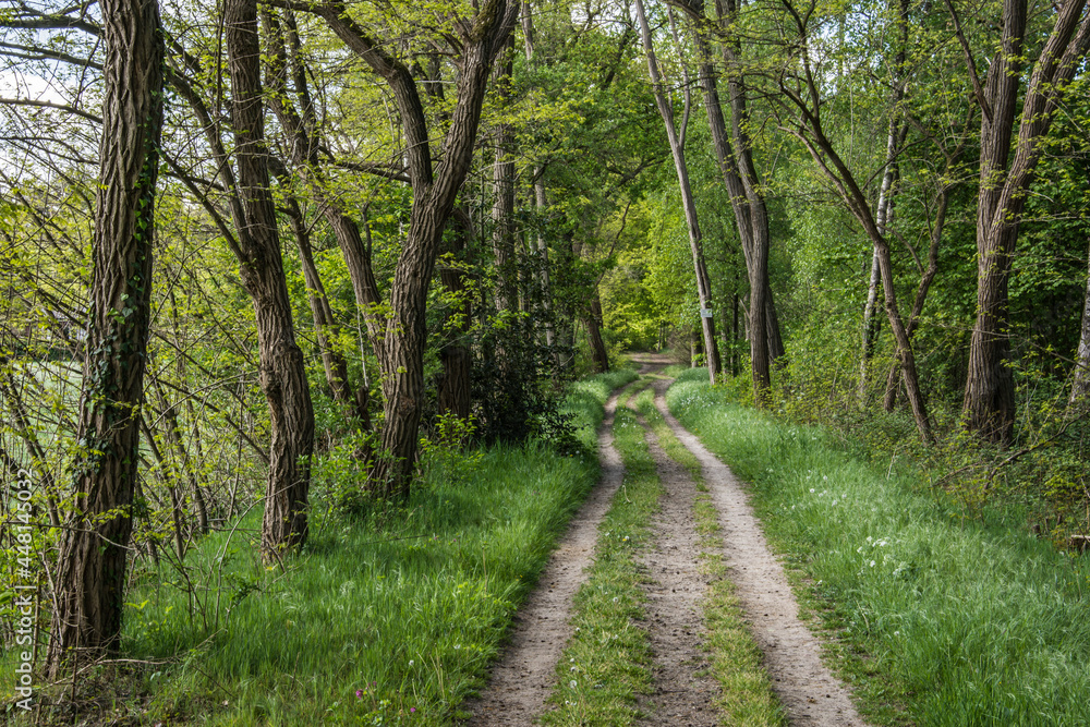 Fototapeta premium an avenue in nature area Kruisbergse Bossen with acacias and oak trees