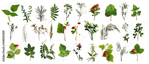 herbarium of various plants on a white background. Freshly cut plants. Botanical collection. Forest flowers, herbs, berries