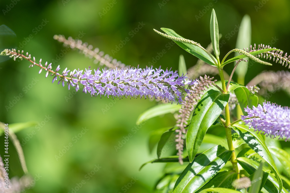 Close up of flowers on a willow leaf hebe (veronica salicifolia) plant Close up of flowers on a willow leaf hebe (veronica salicifolia) plant