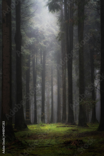 bosque de pinos en dia de niebla