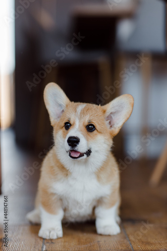 corgi puppies on a sunny day