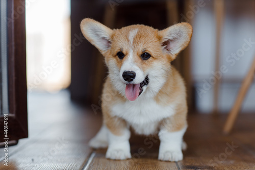 corgi puppies on a sunny day © Владимир Пчела