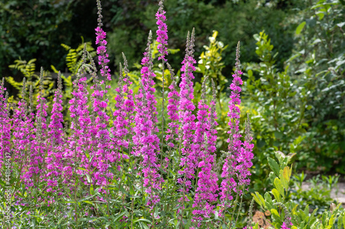 Close up of purple loosestrife  lythrum salicaria  flowers in bloom
