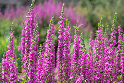 Close up of purple loosestrife (lythrum salicaria) flowers in bloom photo