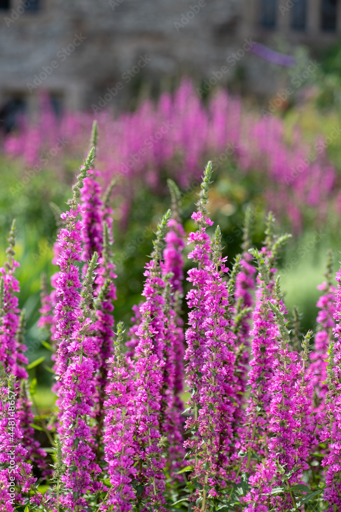 Obraz premium Close up of purple loosestrife (lythrum salicaria) flowers in bloom