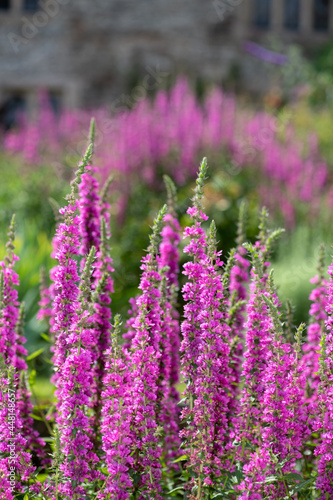 Close up of purple loosestrife  lythrum salicaria  flowers in bloom