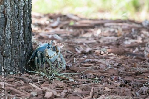 A blue land crab (Cardisoma guanhumi) backed against a tree.  photo