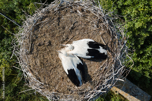 High above top view on the storks nest. Two Storks sitting in the nest close up