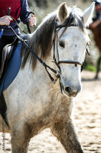 portrait of a white horse