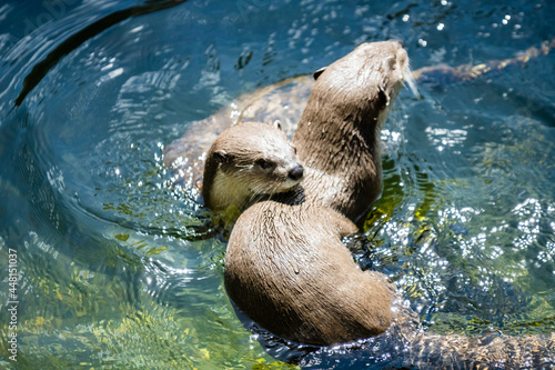 Loutre à pelage lisse photo prise à Pairi Daiza