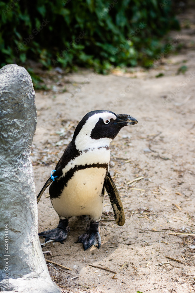 Fototapeta premium Pingouin photo prise à Pairi Daiza