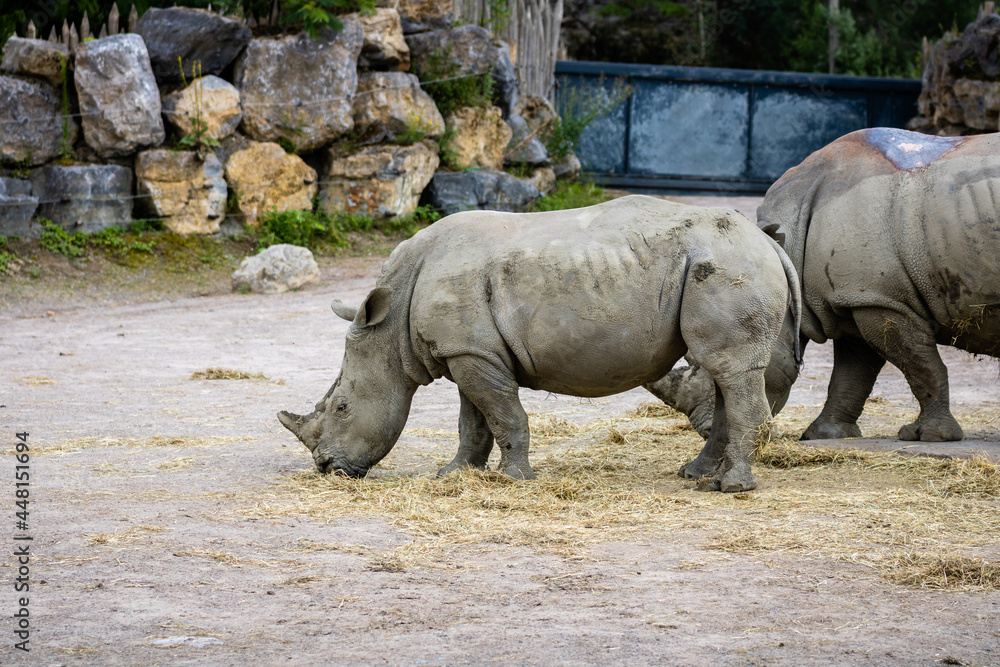 Naklejka premium Rhinocéros blanc photo prise à Pairi Daiza