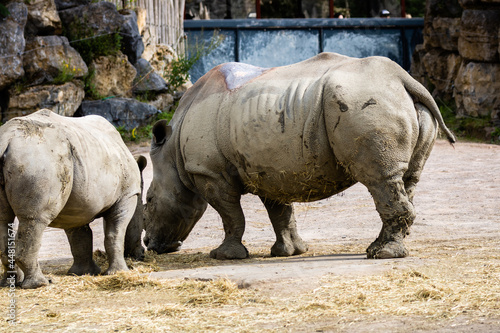 Rhinocéros blanc photo prise à Pairi Daiza