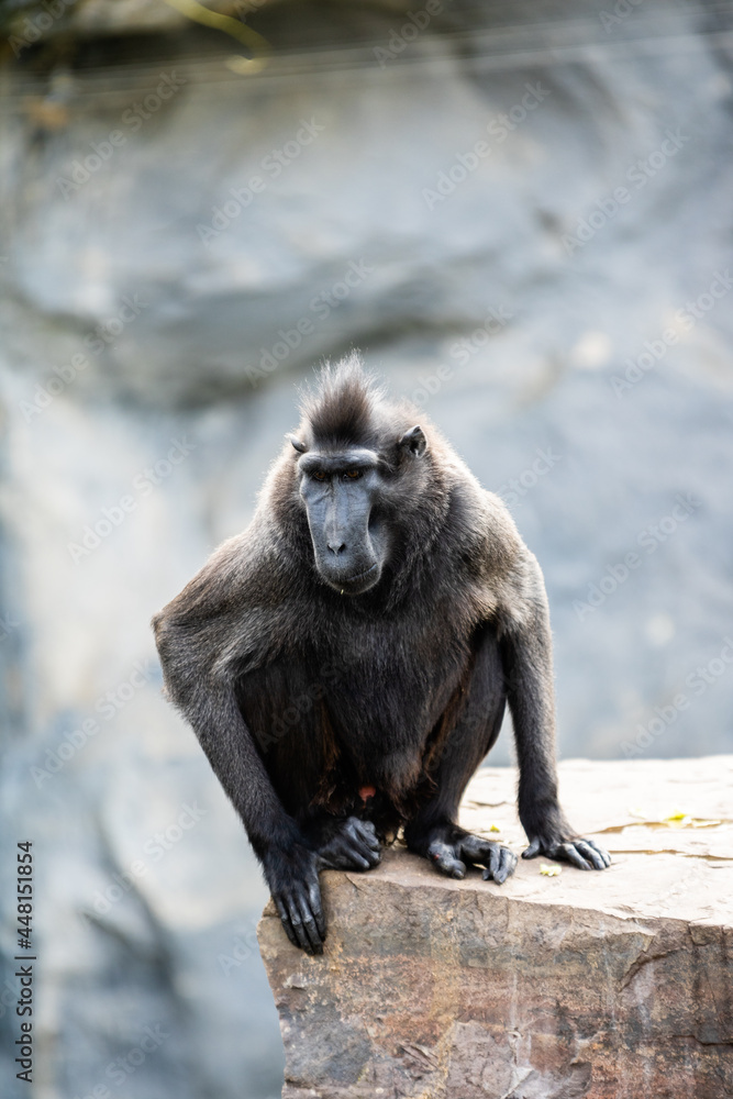 Macaque à crète photo prise à Pairi Daiza