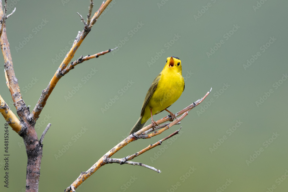 Male Wilson's Warbler Belting out a Song