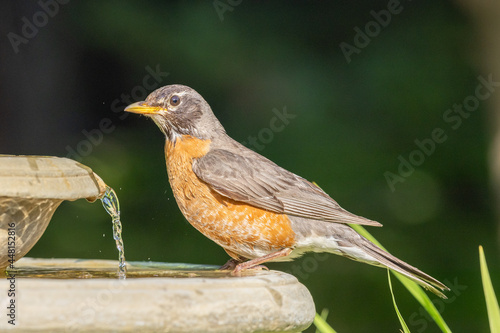 American Robin at the Birdbath