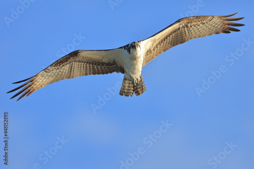 Osprey, Pandion haliaetus, Sebastian Inlet  Sate Park, Florida, USA