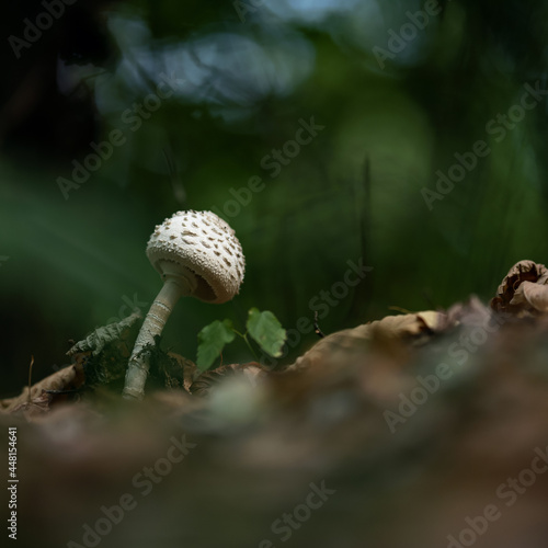 White mushroom in fairy forest clearing. Single Poisonous Amanita or Fly agaric in grass on blurred green background. Copy space. Soft focus. Side view. photo