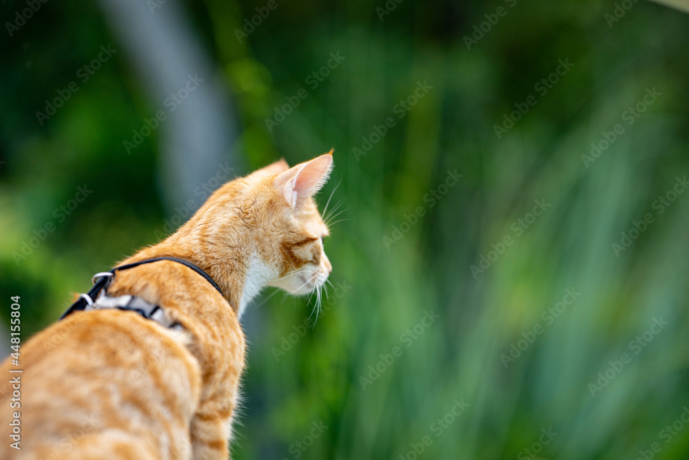 Photo of a cat outdoors exploring nature