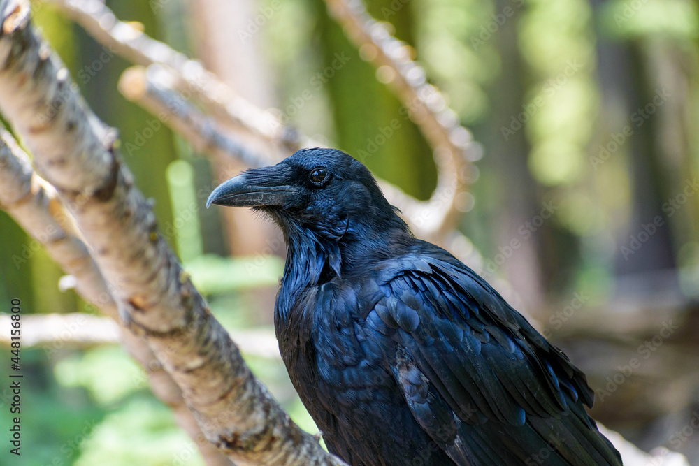 Fototapeta premium Portrait of a common raven. Side view. Blurred green trees background.
