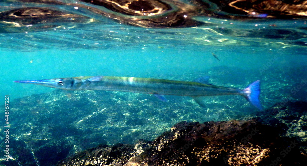 Obraz premium Costa Rica Pacific sea life