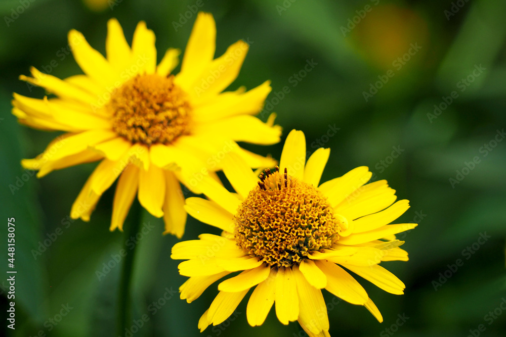 two yellow echinacea flowers on a green background . medicinal herbs used in medicine to increase immunity two yellow echinacea flowers on a green background . medicinal herbs used in medicine to increase immunity